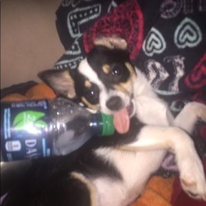 Ur purchases helps support us🐶